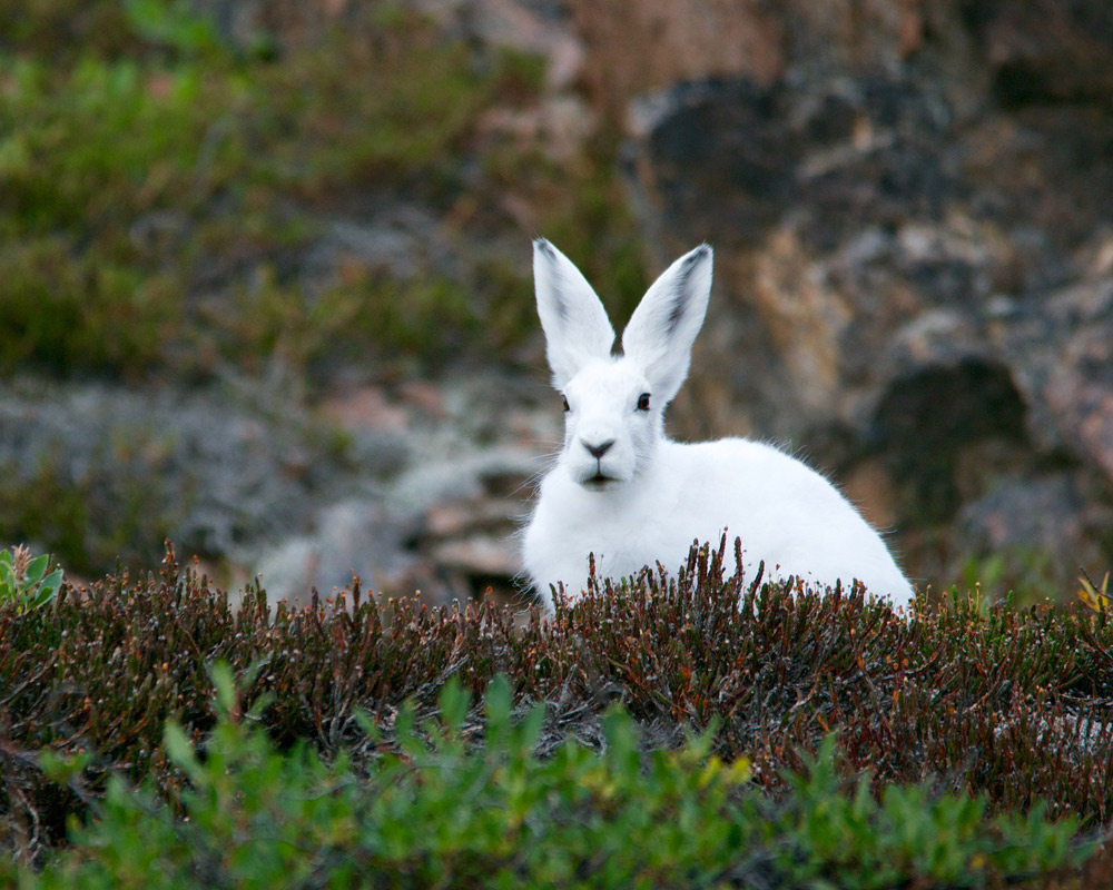 Следуй за белым кроликом: этичная косметика