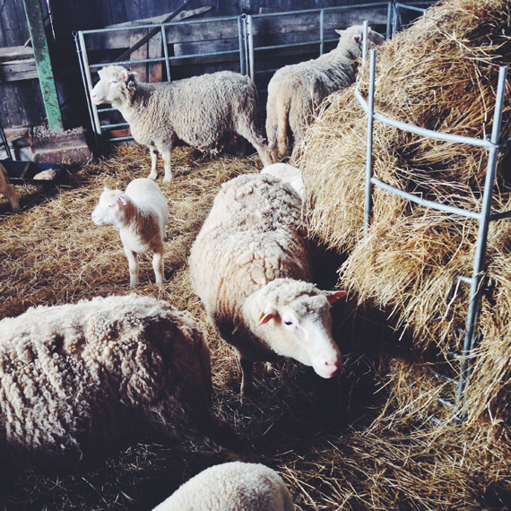 Разведение овец в Финляндии